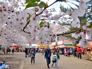 Cherry Blossoms Festival [Sakura Matsuri]