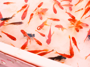 Cherry Blossoms Festival [Sakura Matsuri]