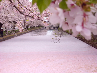 Cherry Blossoms Festival [Sakura Matsuri]