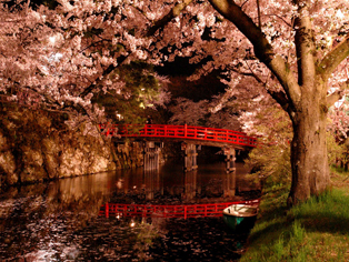 Cherry Blossoms Festival [Sakura Matsuri]