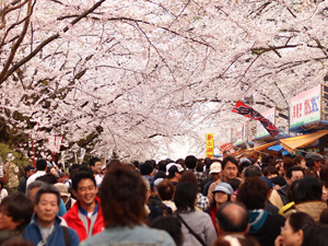 Cherry Blossoms Festival