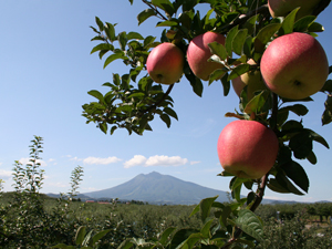 Apple and Mt. Iwaki